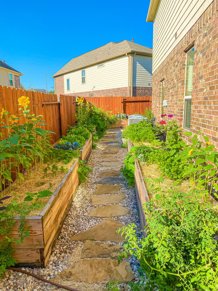 Side of house vegetable garden raised beds