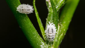 Citrus Tree Pest called Mealy Bug