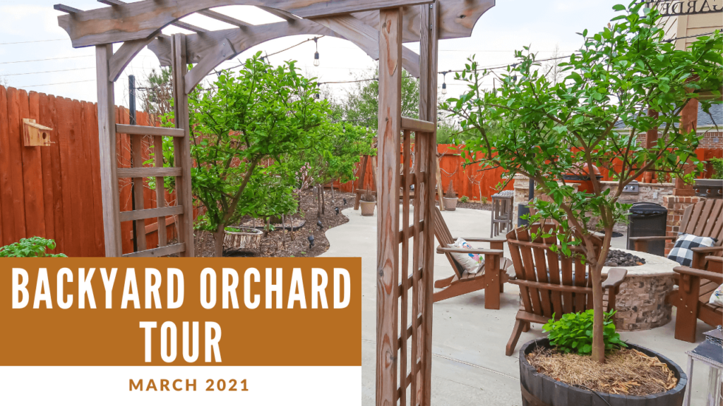 Backyard Orchard March 2021